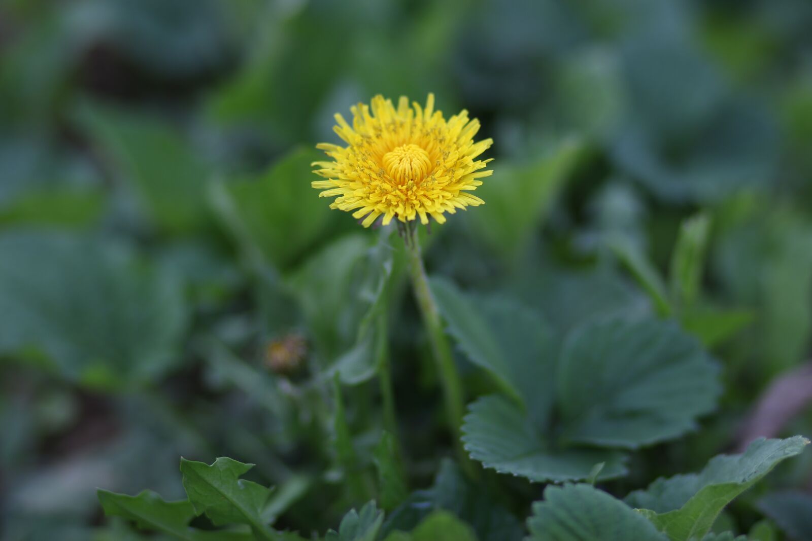 Canon EOS 700D (EOS Rebel T5i / EOS Kiss X7i) + Canon EF 85mm F1.8 USM sample photo. Dandelion, yellow, flower photography