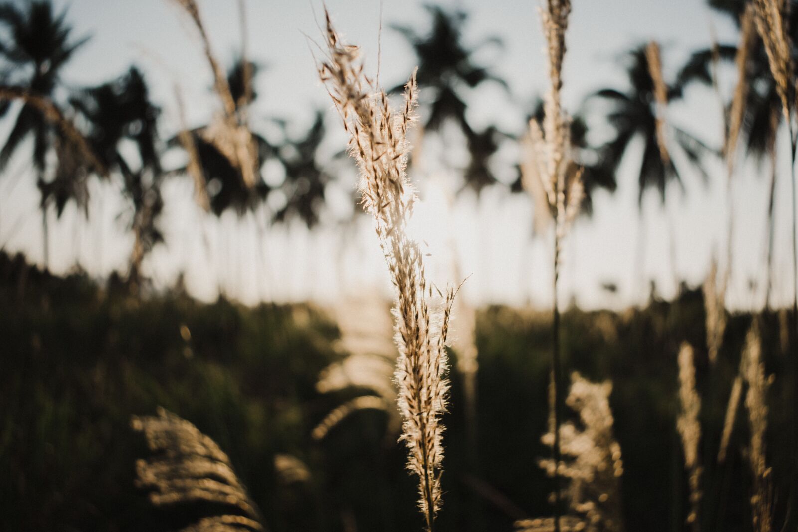Nikon D5300 sample photo. Nature, outdoors, growth photography