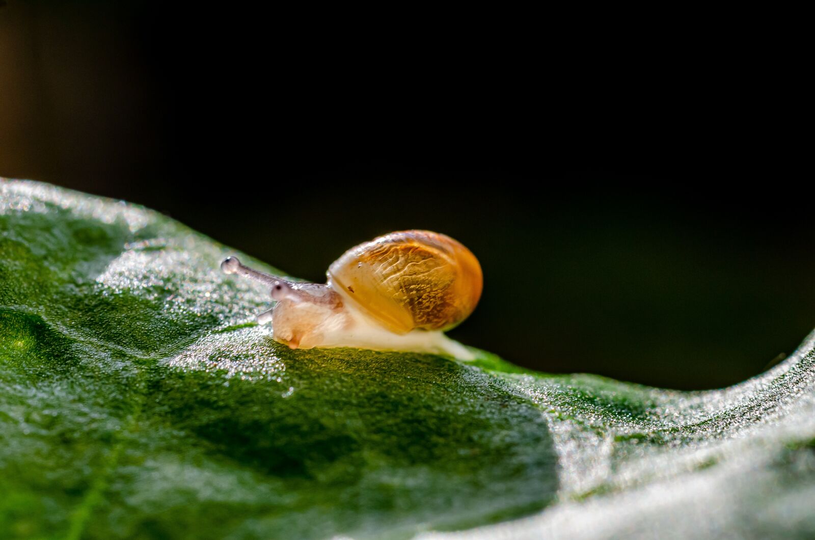 Nikon D7000 sample photo. Snail, gastropod, petit photography