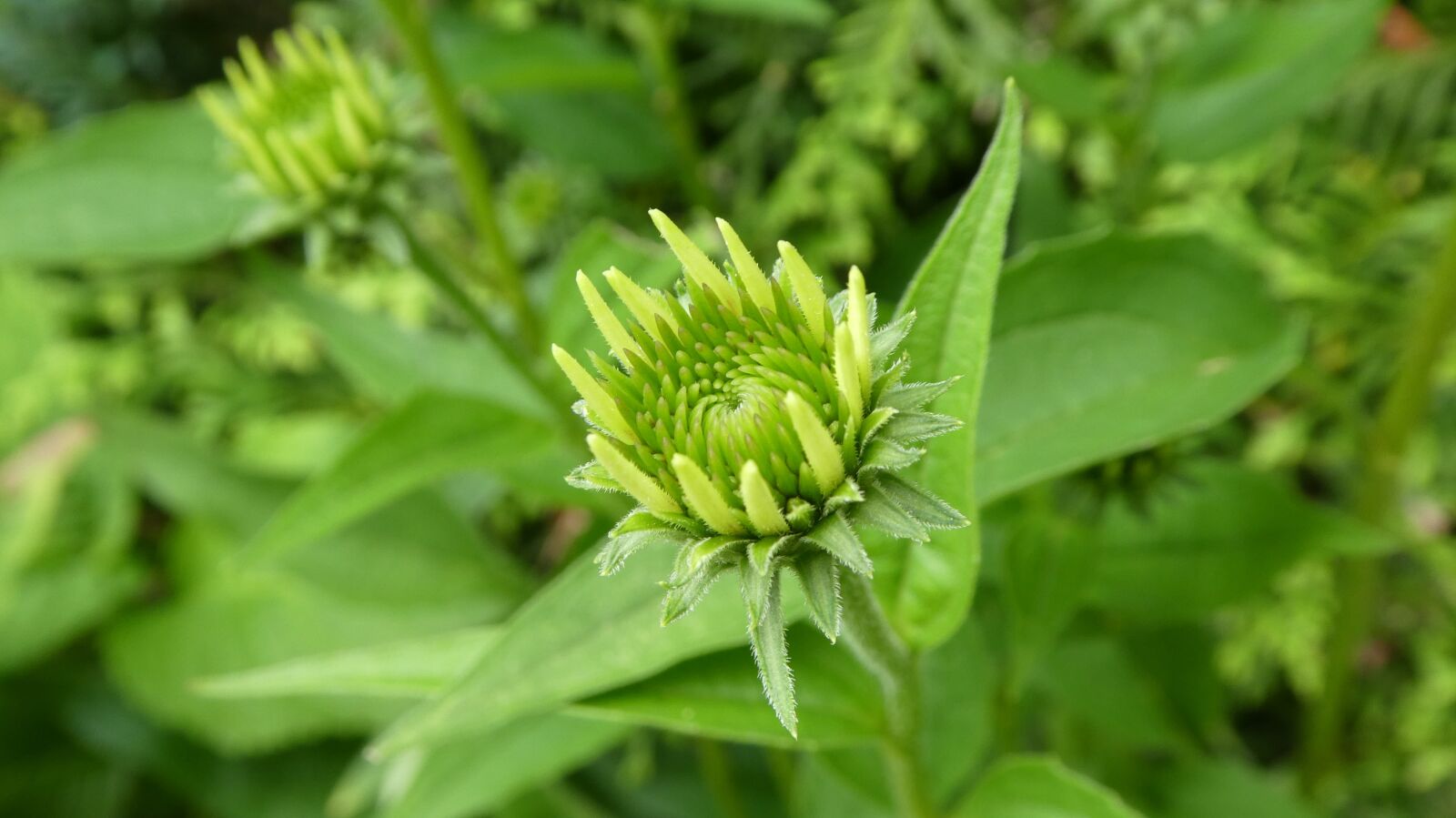 Panasonic DMC-TZ81 sample photo. Echinacea, coneflower, blossom photography