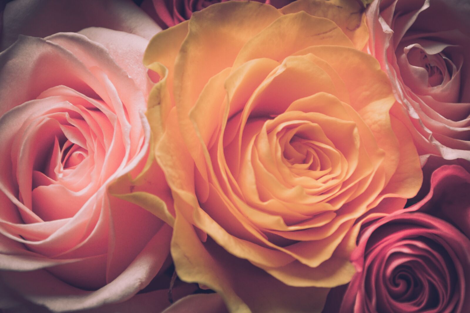 Nikon D3200 sample photo. Flowers, for girls, gift photography