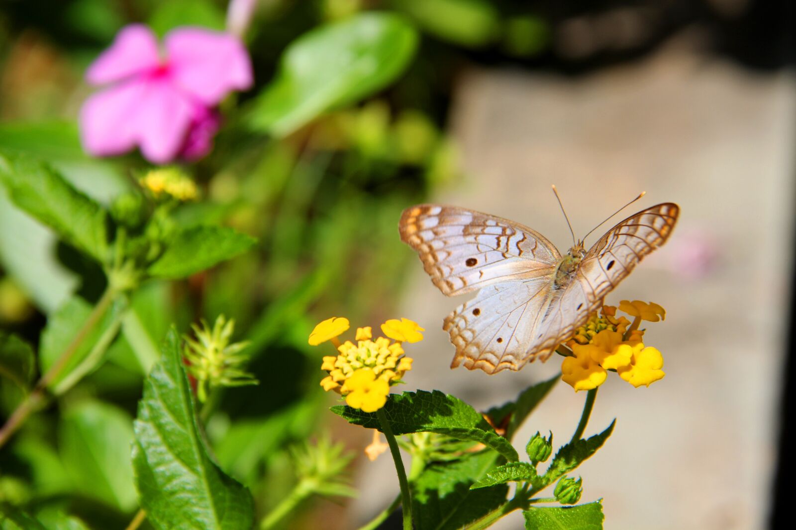 Canon EF-S 18-135mm F3.5-5.6 IS sample photo. Butterfly, flower, leaf photography