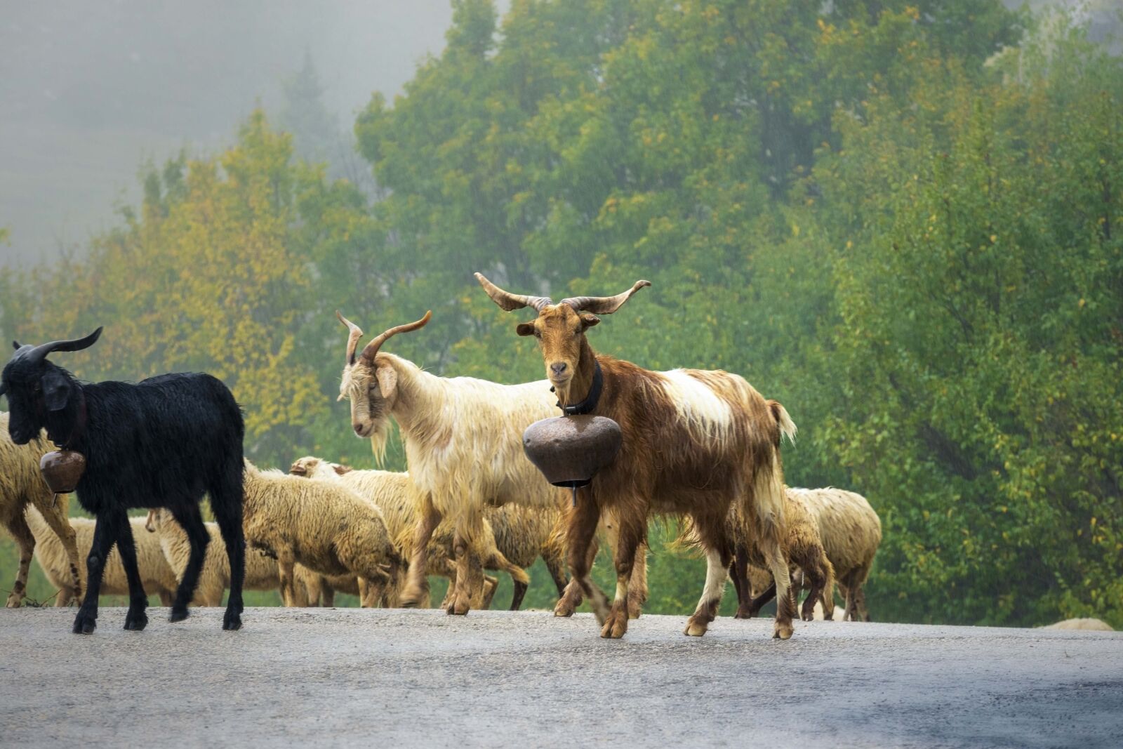 Nikon D7200 sample photo. Animals, nature, mountains photography