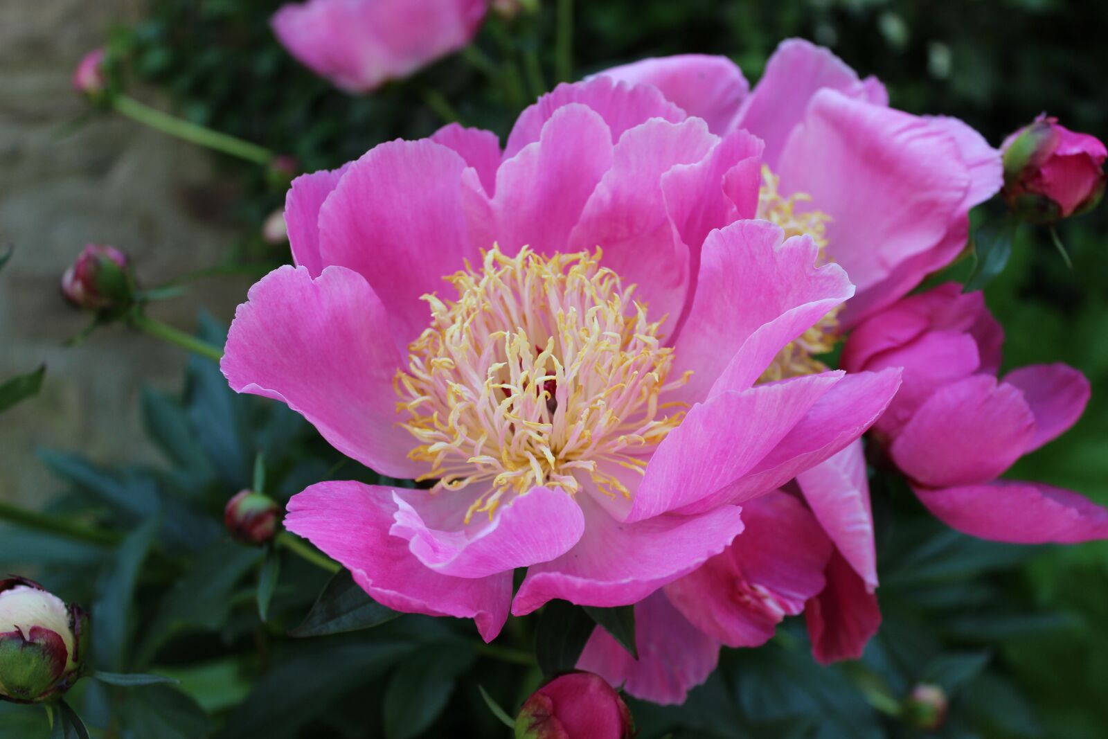 Canon EOS 600D (Rebel EOS T3i / EOS Kiss X5) sample photo. Peony, blossom, bloom photography