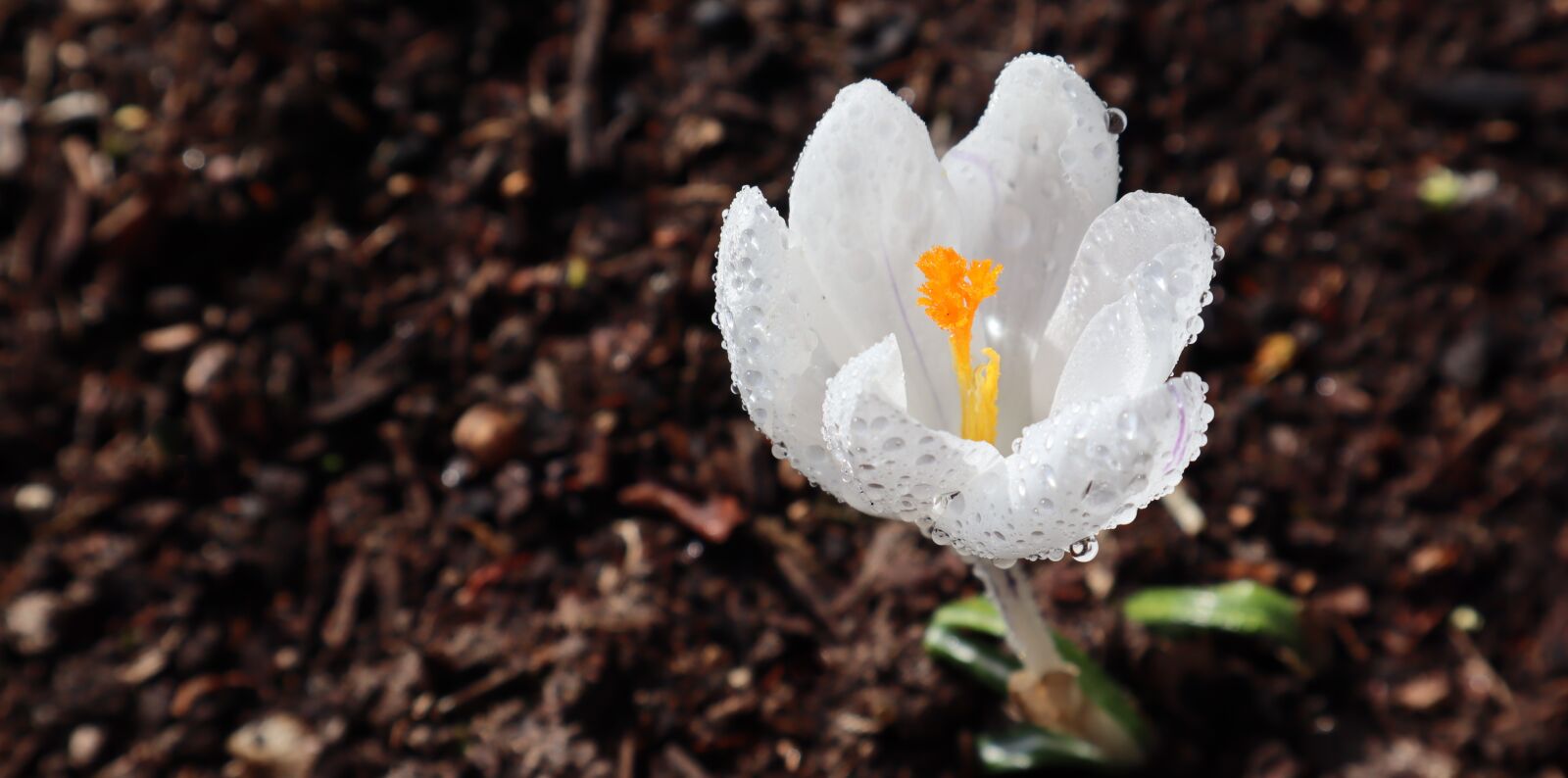 Canon EOS M50 (EOS Kiss M) sample photo. Crocus, spring, flower photography