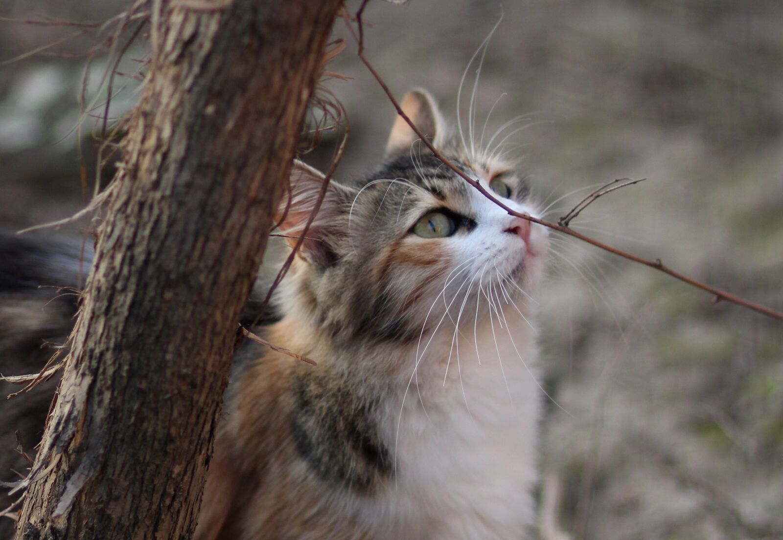 Canon EOS 700D (EOS Rebel T5i / EOS Kiss X7i) + Canon EF 85mm F1.8 USM sample photo. Cat, coloring, pet photography