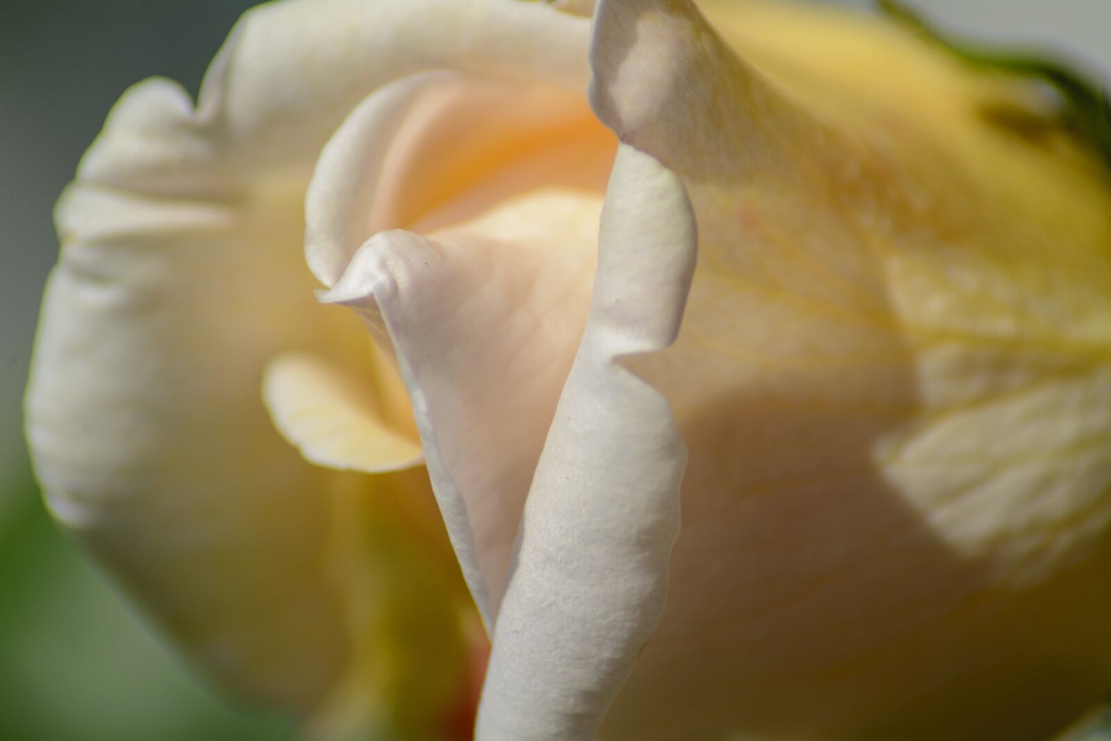 Nikon D7100 sample photo. Rose, flower, rose blooms photography