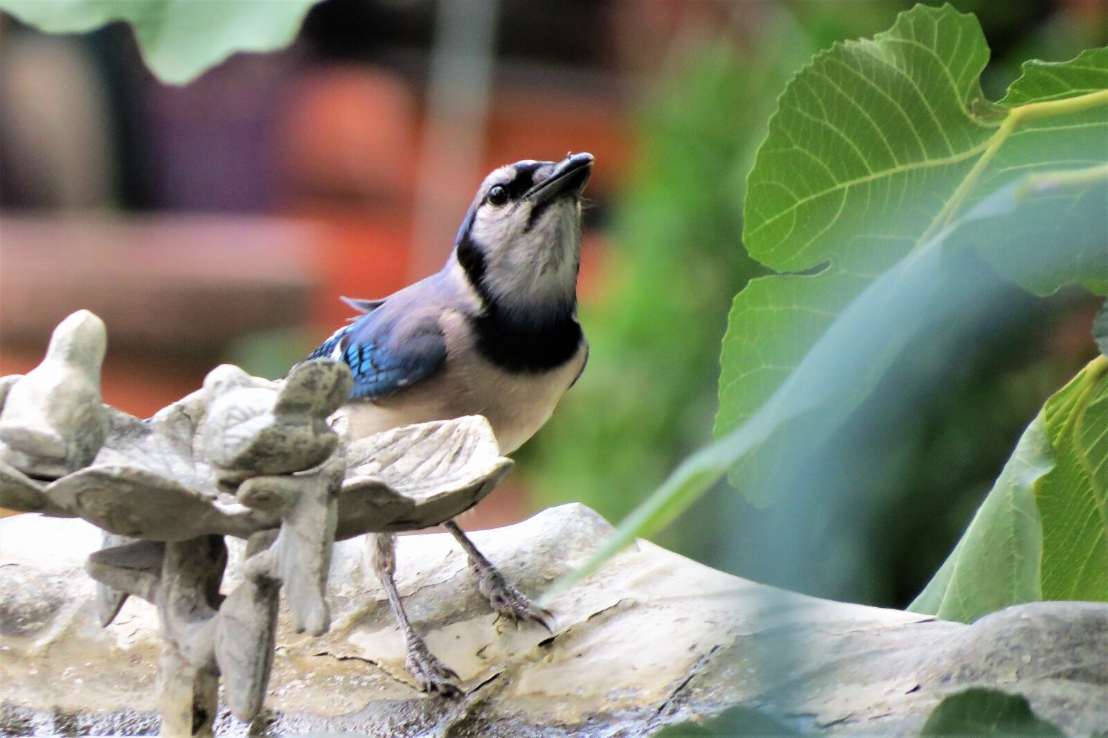 Canon PowerShot SX50 HS sample photo. Bird, blue jay, blue photography