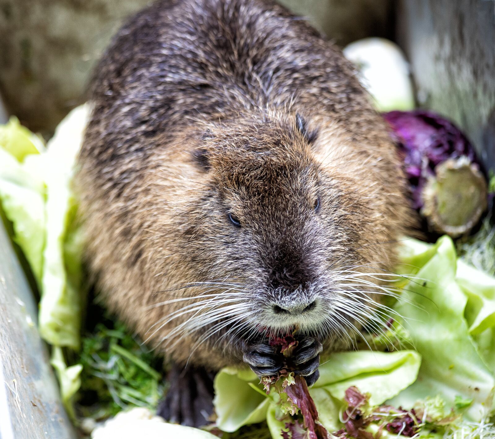 Canon EF 70-300mm F4-5.6 IS USM sample photo. Nutria, mammal, animal photography