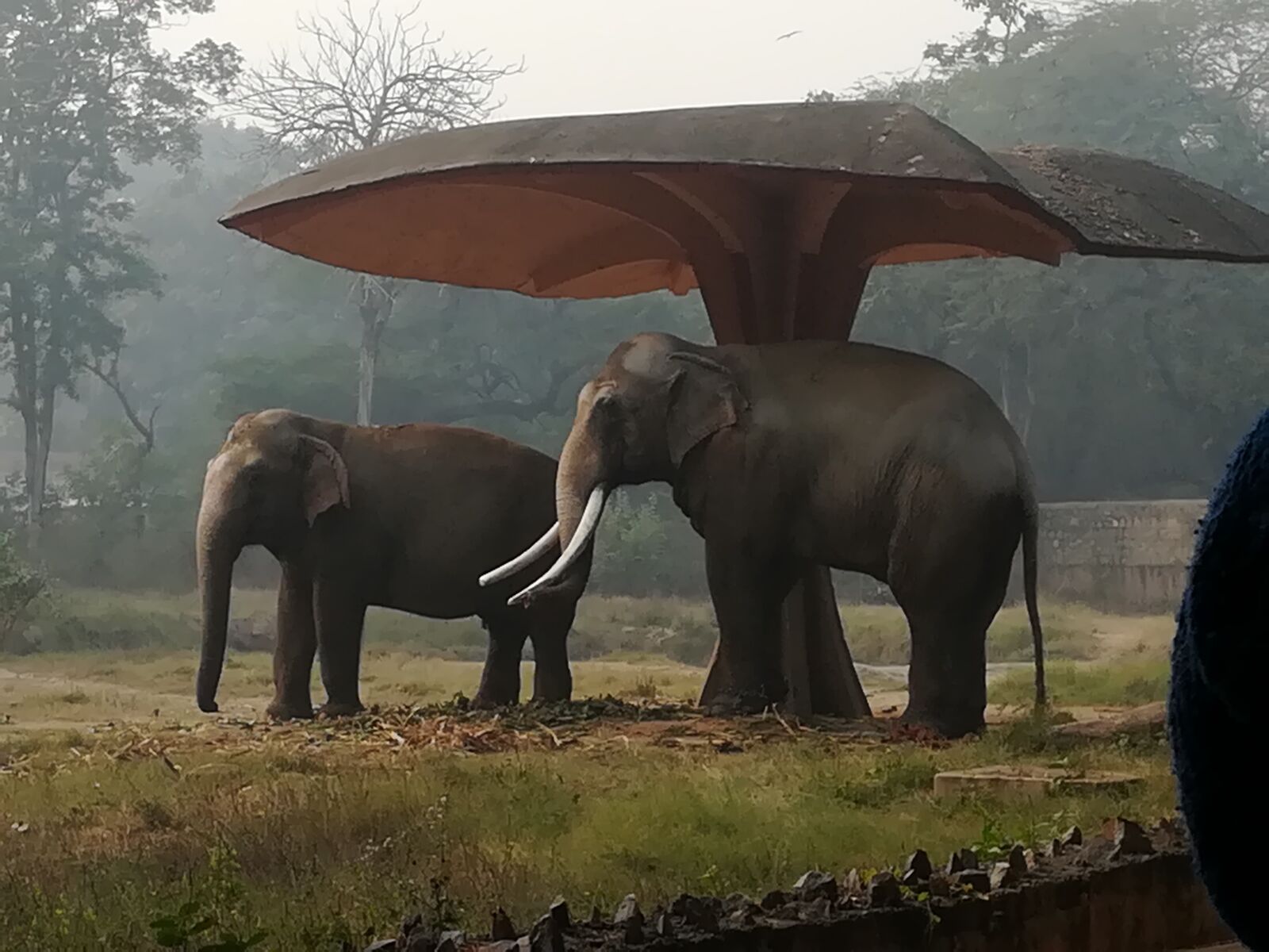 HUAWEI honor 6x sample photo. Couple, elephants, india zoo photography