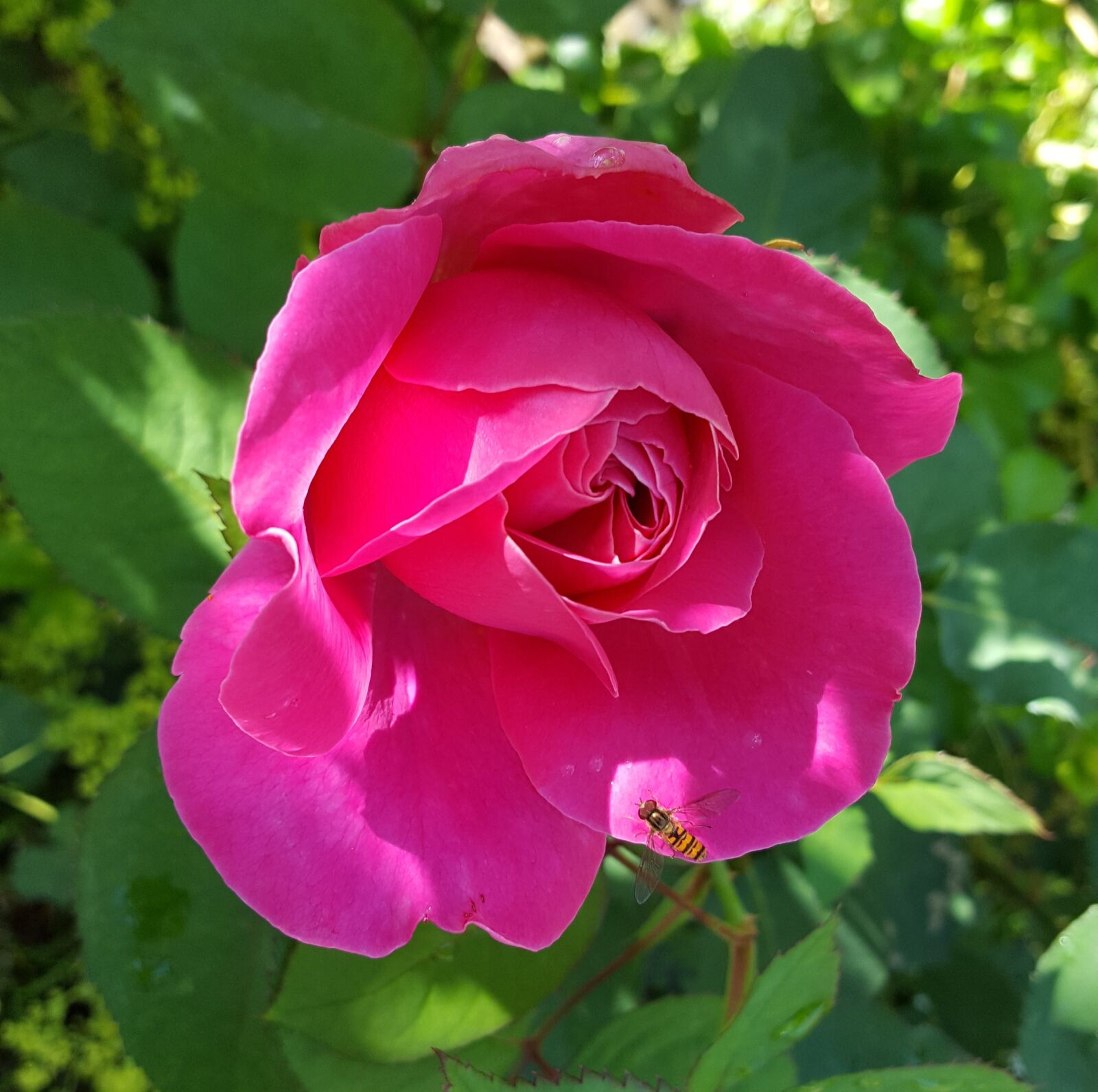 Samsung Galaxy S6 sample photo. Flower, rose, nature photography