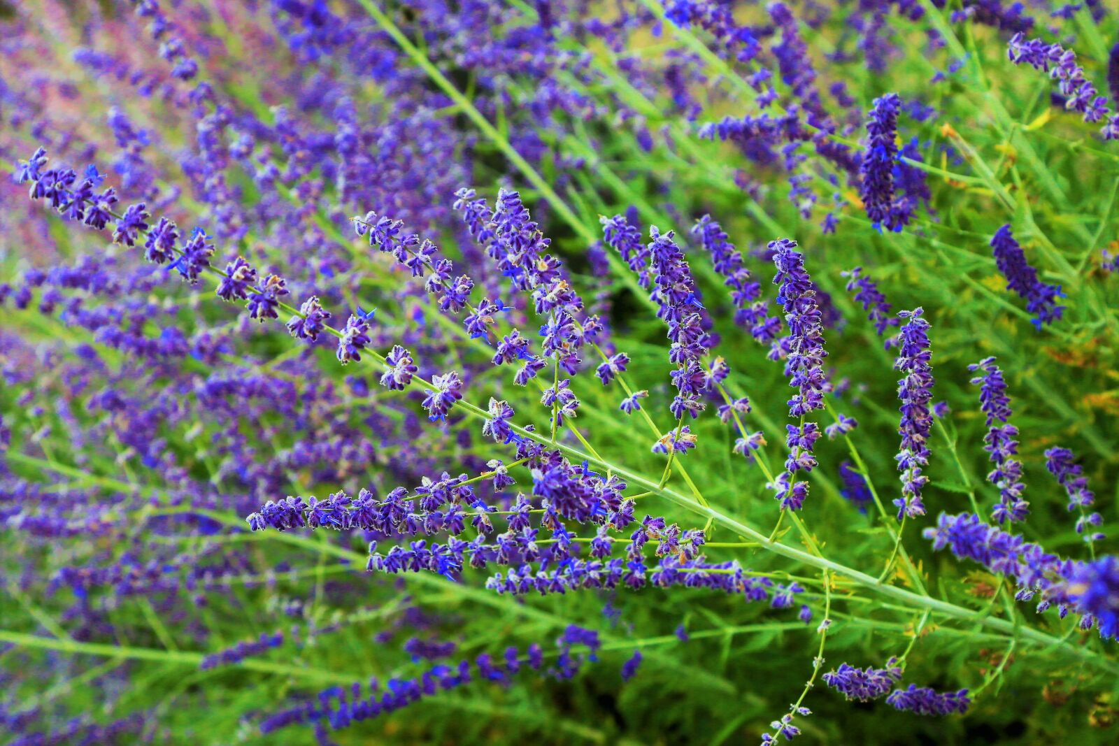 Canon EF 24-105mm F4L IS USM sample photo. Flower, green, purple photography