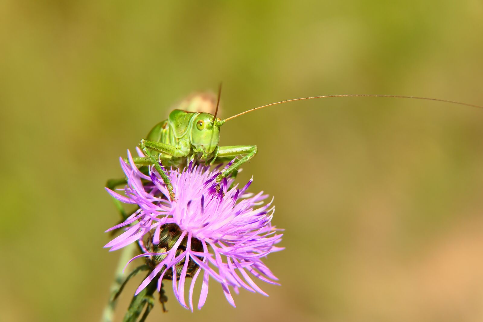 Panasonic Lumix DMC-FZ2500 (Lumix DMC-FZ2000) sample photo. Grasshopper green, female, prostoskrzyd photography