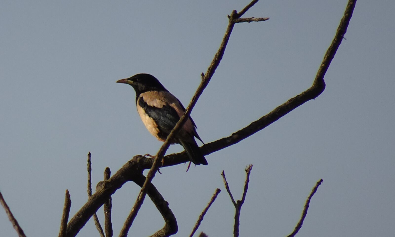Sony DSC-WX800 sample photo. Bird, rosy pastor, rosy photography