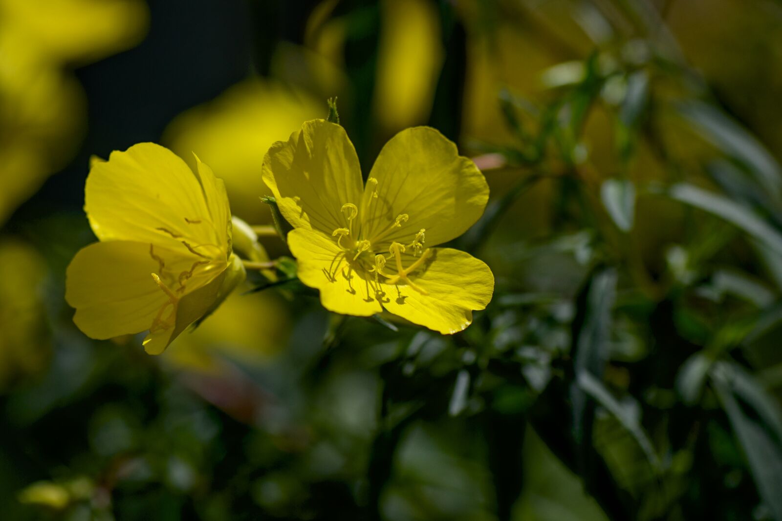 Nikon D3100 sample photo. Pink evening primrose, yellow photography