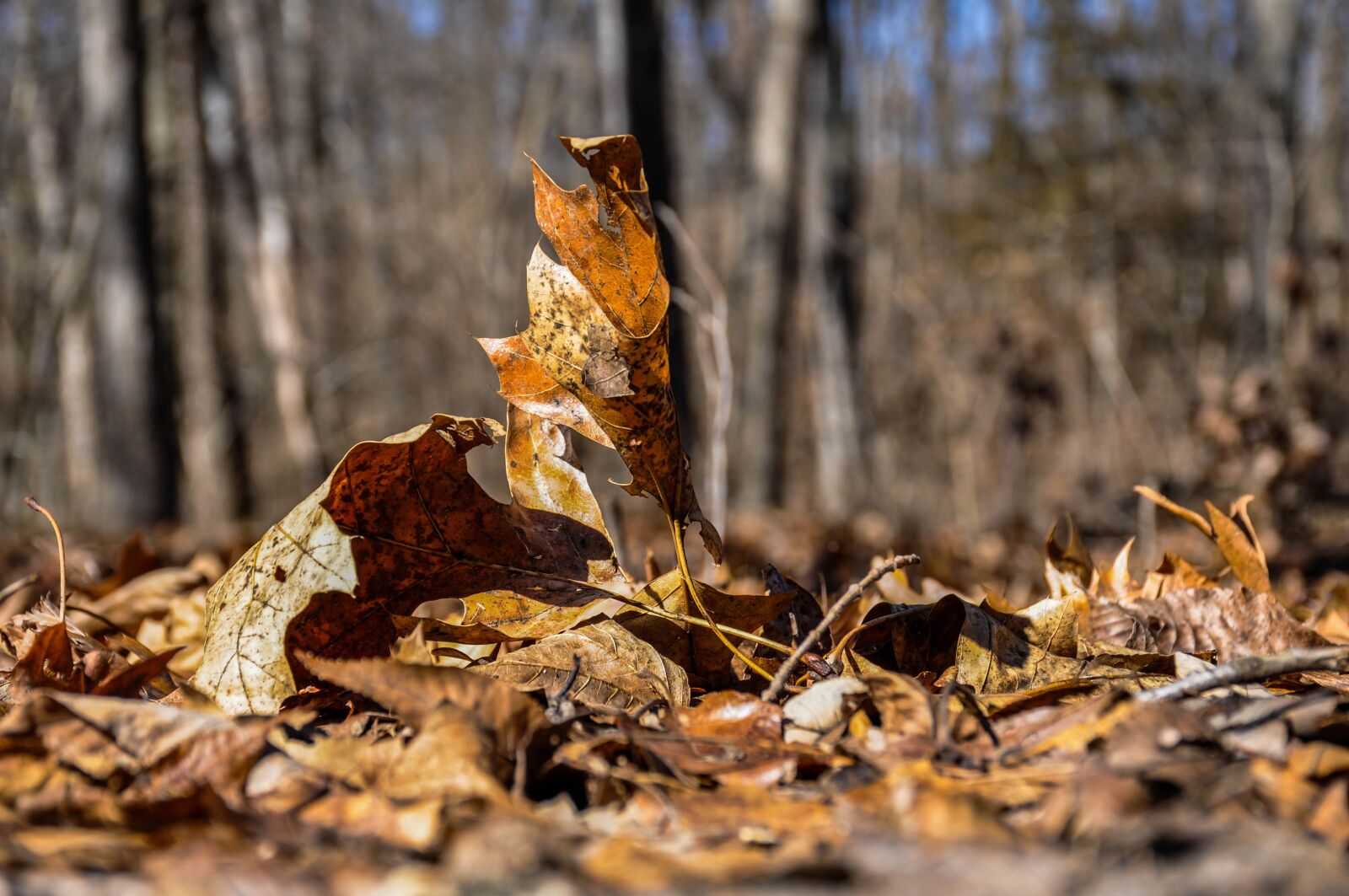 Nikon D90 sample photo. Nature, wood, fall photography