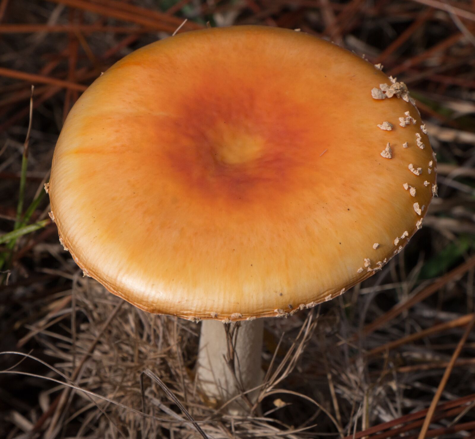 Canon EOS 70D sample photo. Mushroom, amanita muscaria, fly photography
