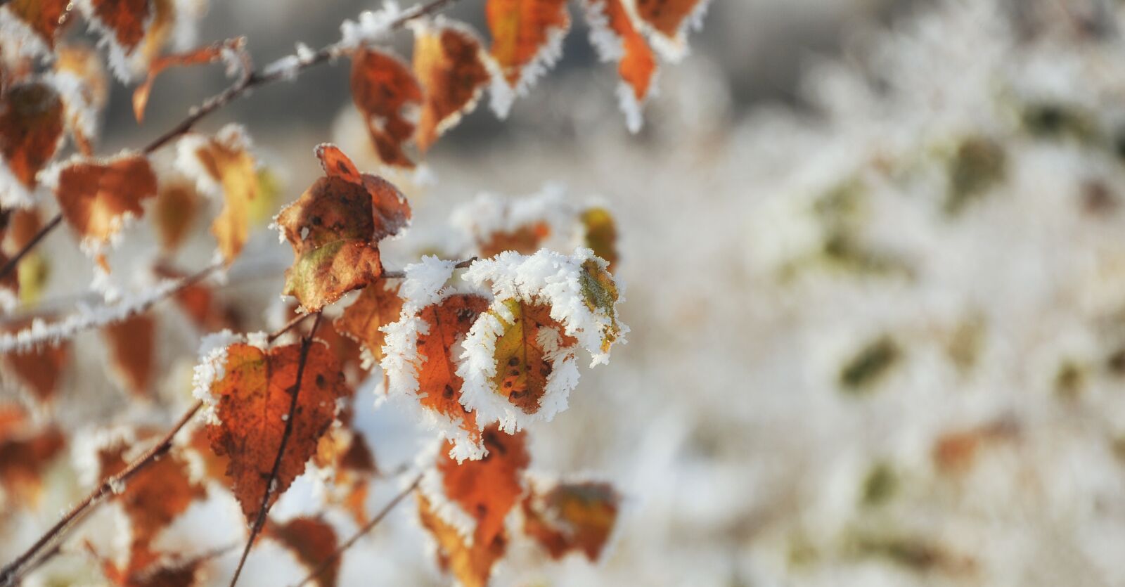 Nikon D3S sample photo. Winter, season, frost photography