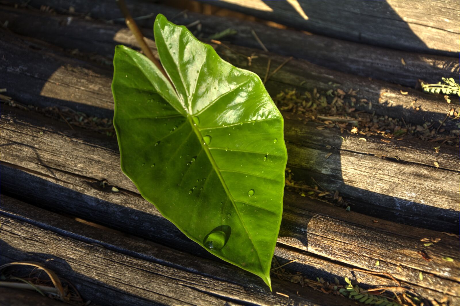 Nikon D5200 sample photo. Leaf, texture, lines photography