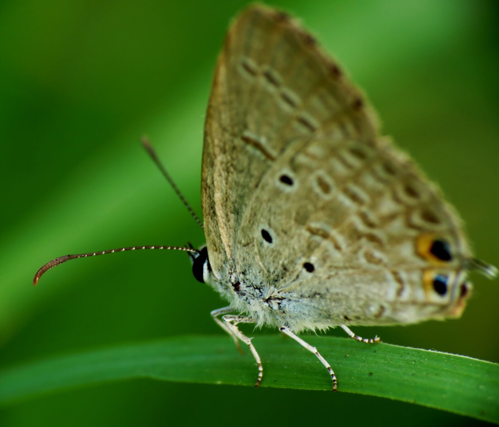 Canon PowerShot SX40 HS sample photo. Butterfly photography