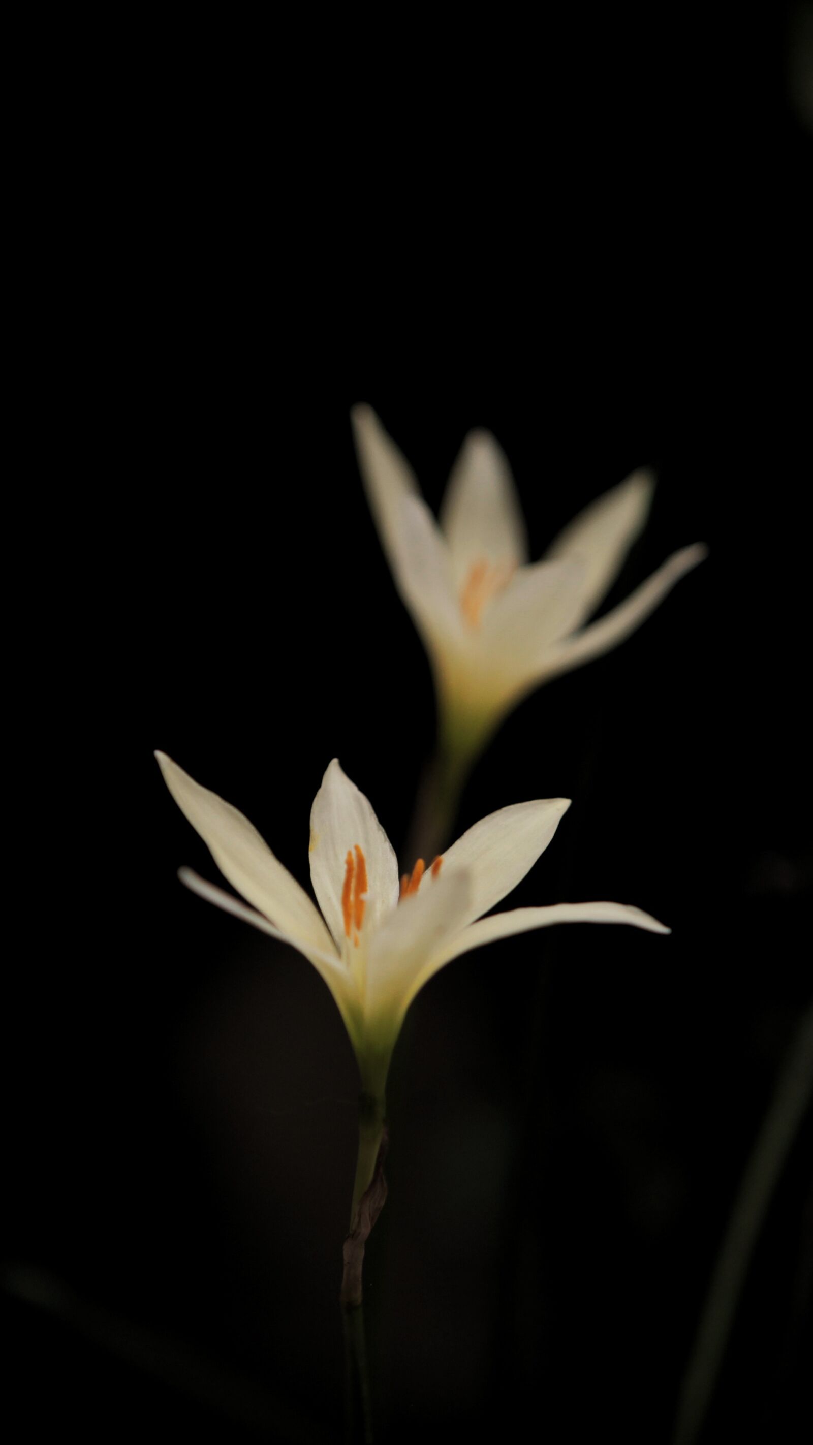 Canon EOS 5D Mark II sample photo. Flower, black and white photography