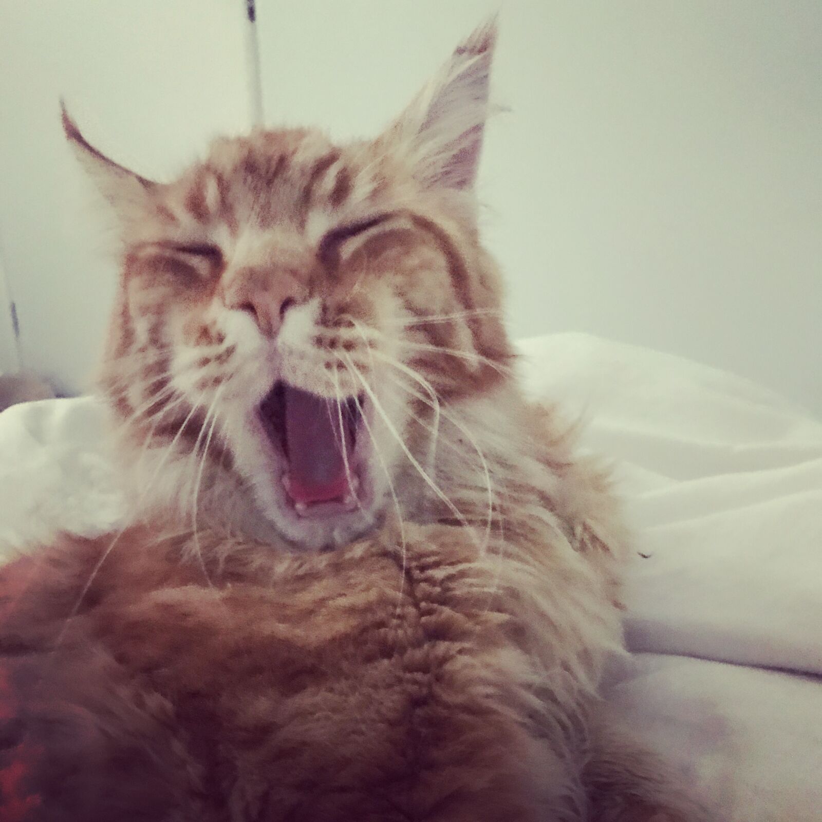 iPhone 7 back camera 3.99mm f/1.8 sample photo. Cat, cat, yawn, ginger photography
