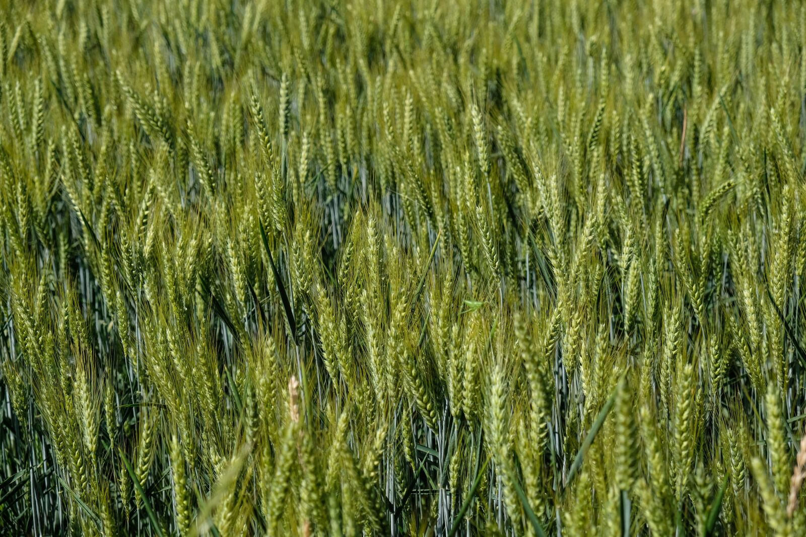Fujifilm X-T2 sample photo. Wheat, spring, nature photography