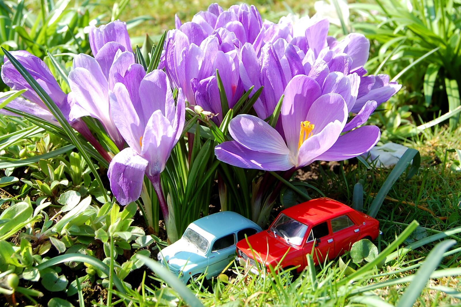 Nikon D40 sample photo. Flower, nature, garden photography