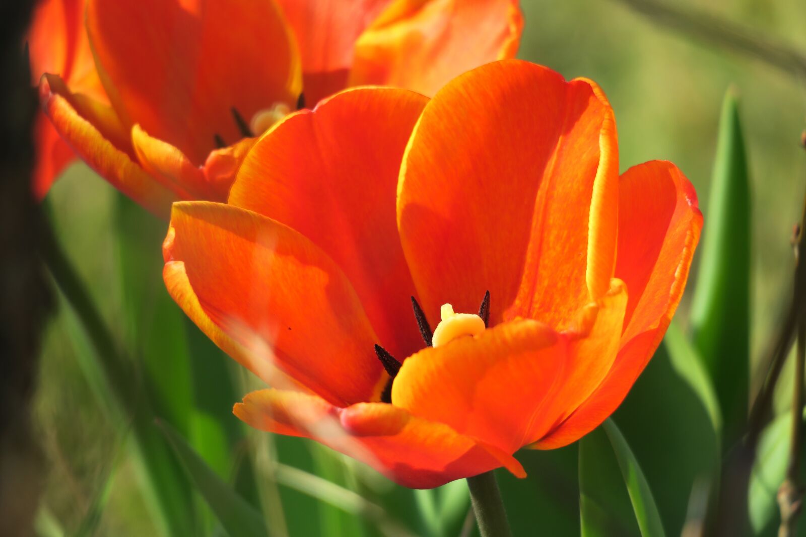 Canon PowerShot G3 X sample photo. Tulip, blossom, bloom photography