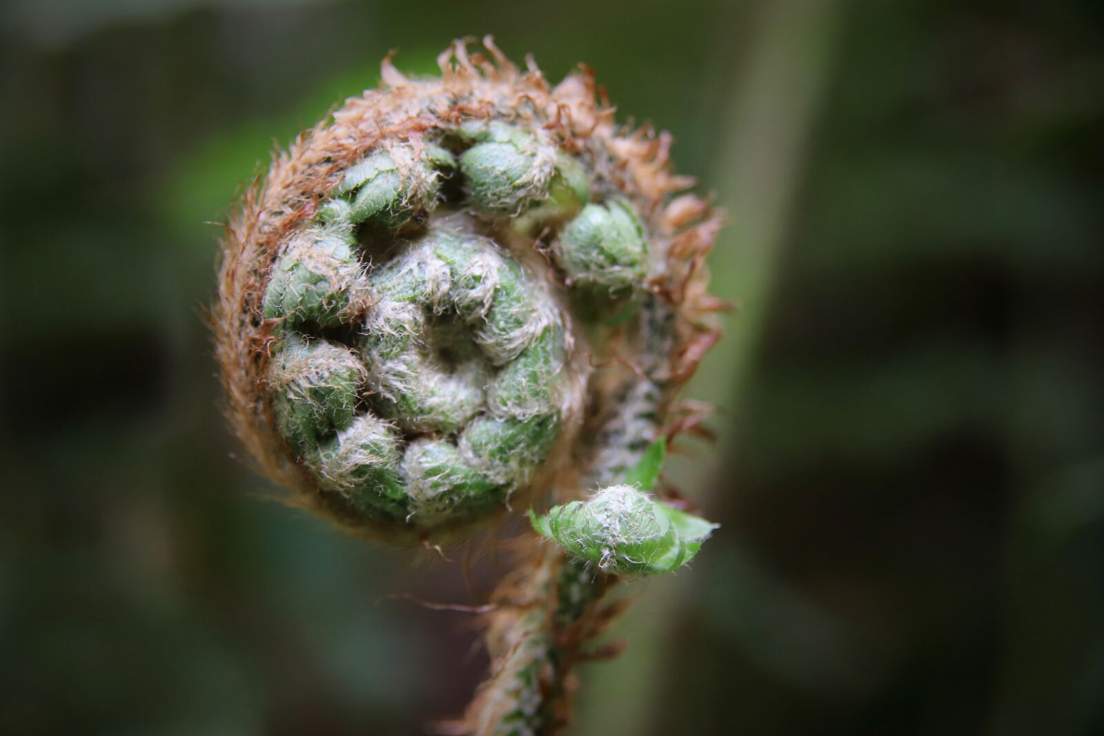 Canon EOS 800D (EOS Rebel T7i / EOS Kiss X9i) sample photo. Fern, green, sprout photography