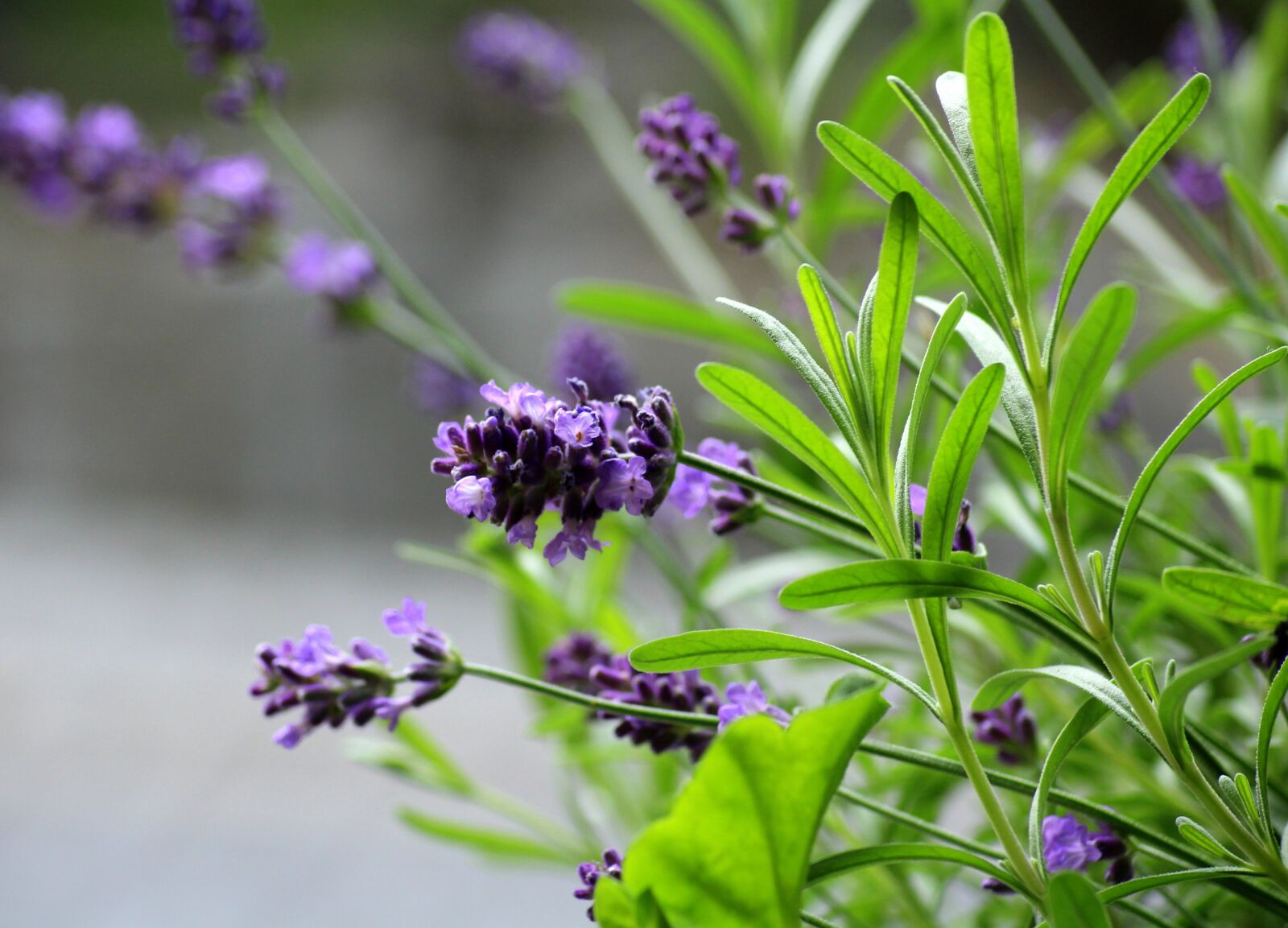 Canon EOS 1200D (EOS Rebel T5 / EOS Kiss X70 / EOS Hi) sample photo. Lavender, plant, purple flowers photography