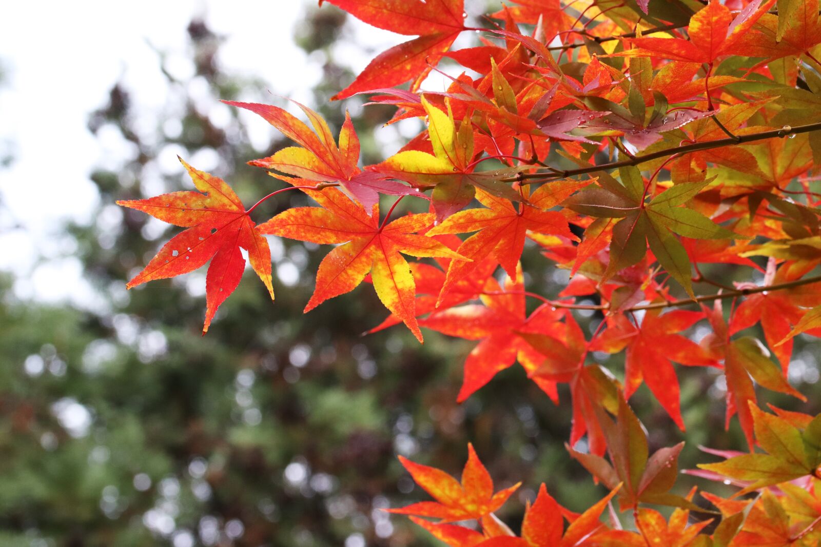 Canon EOS 800D (EOS Rebel T7i / EOS Kiss X9i) sample photo. Autumn leaves, maple, autumn photography