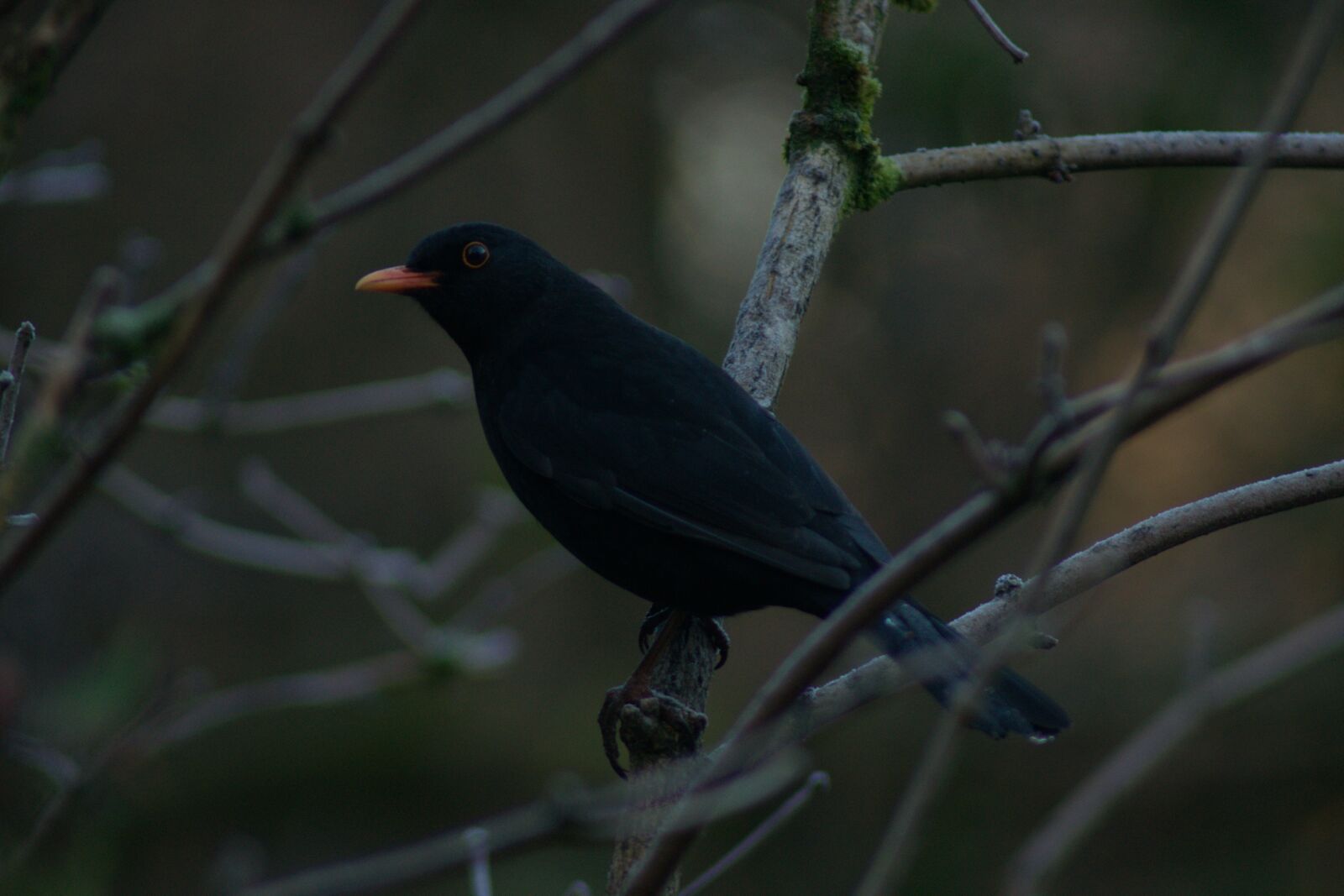 Sony Alpha DSLR-A450 sample photo. Blackbird photography