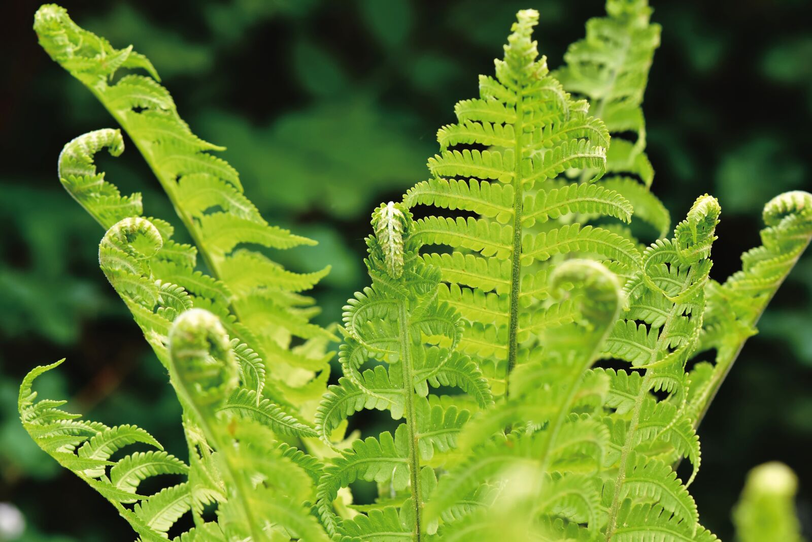 Nikon D7200 sample photo. Fern, fern leaves, fern photography