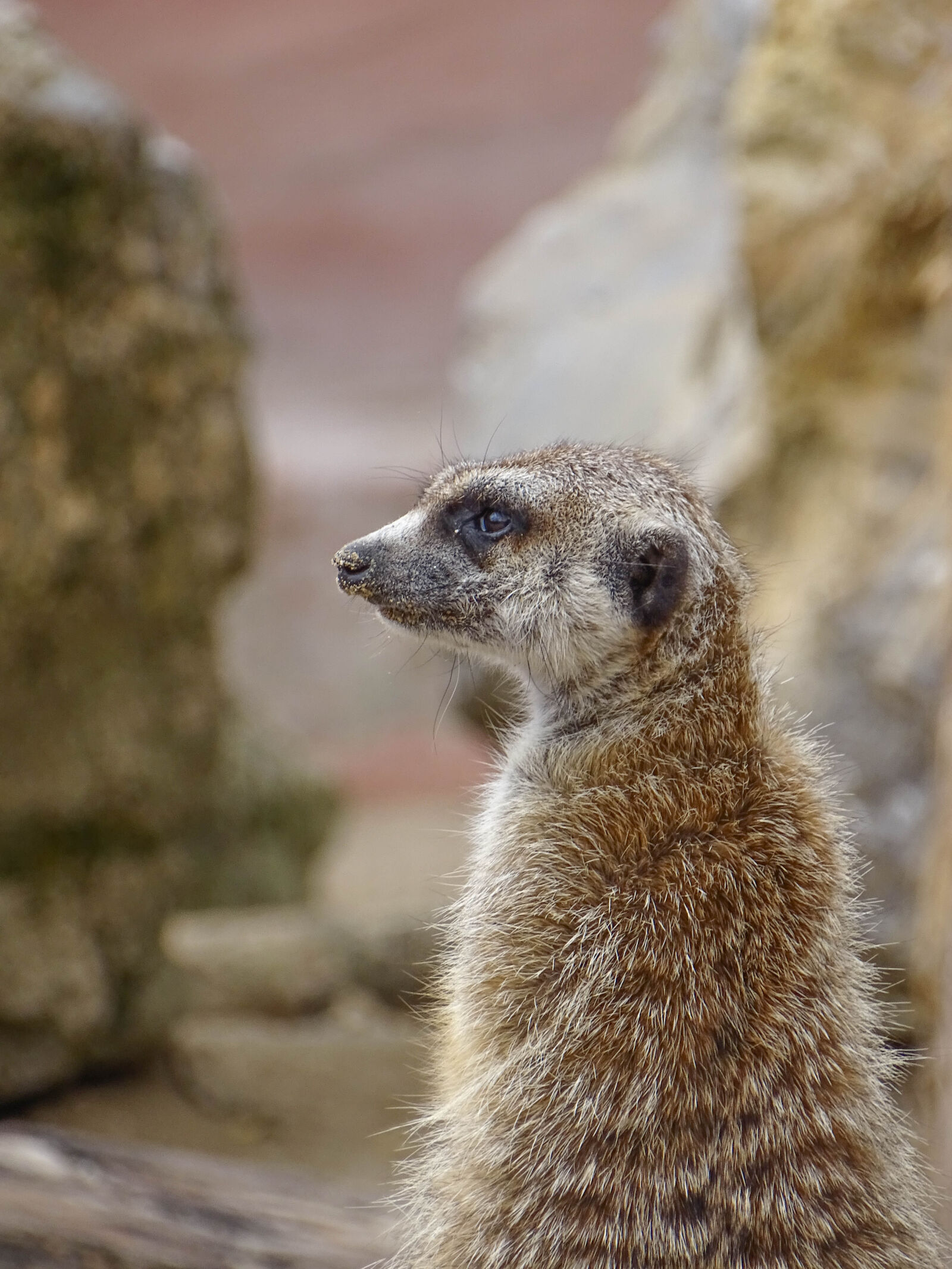 Sony Cyber-shot DSC-HX400V sample photo. Animal, animals, cute, cute photography