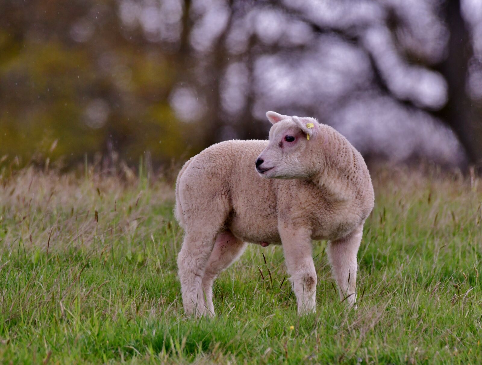 Nikon D500 sample photo. Lamb, sheep, meadow photography