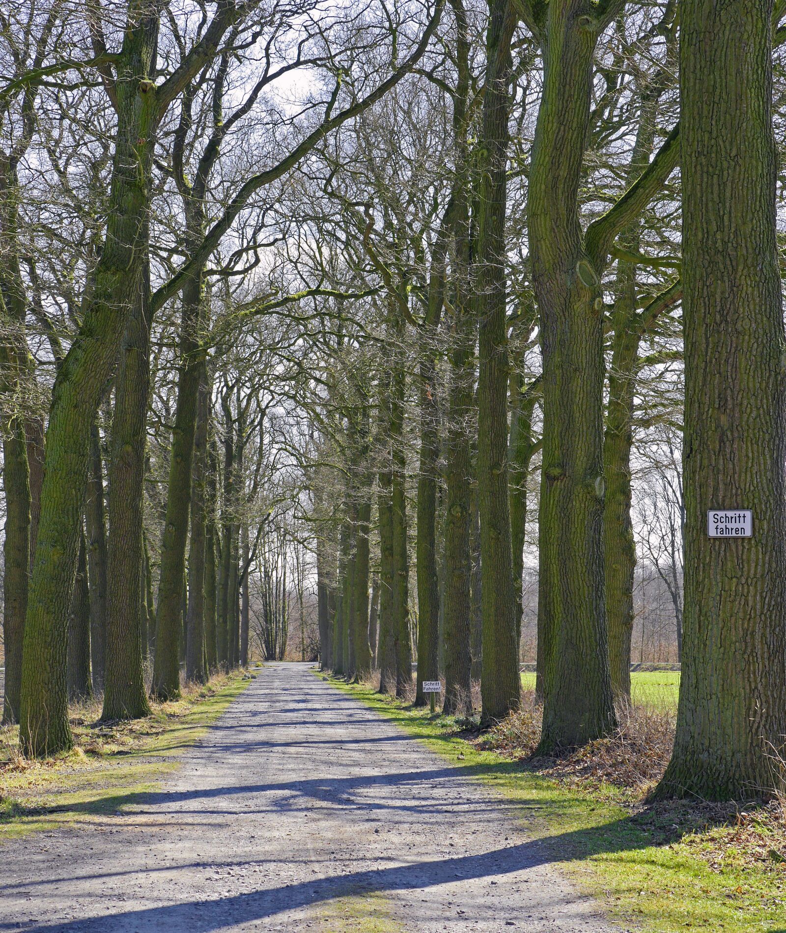 Panasonic Lumix DMC-GH3 sample photo. Avenue, lane, hofzufahrt photography