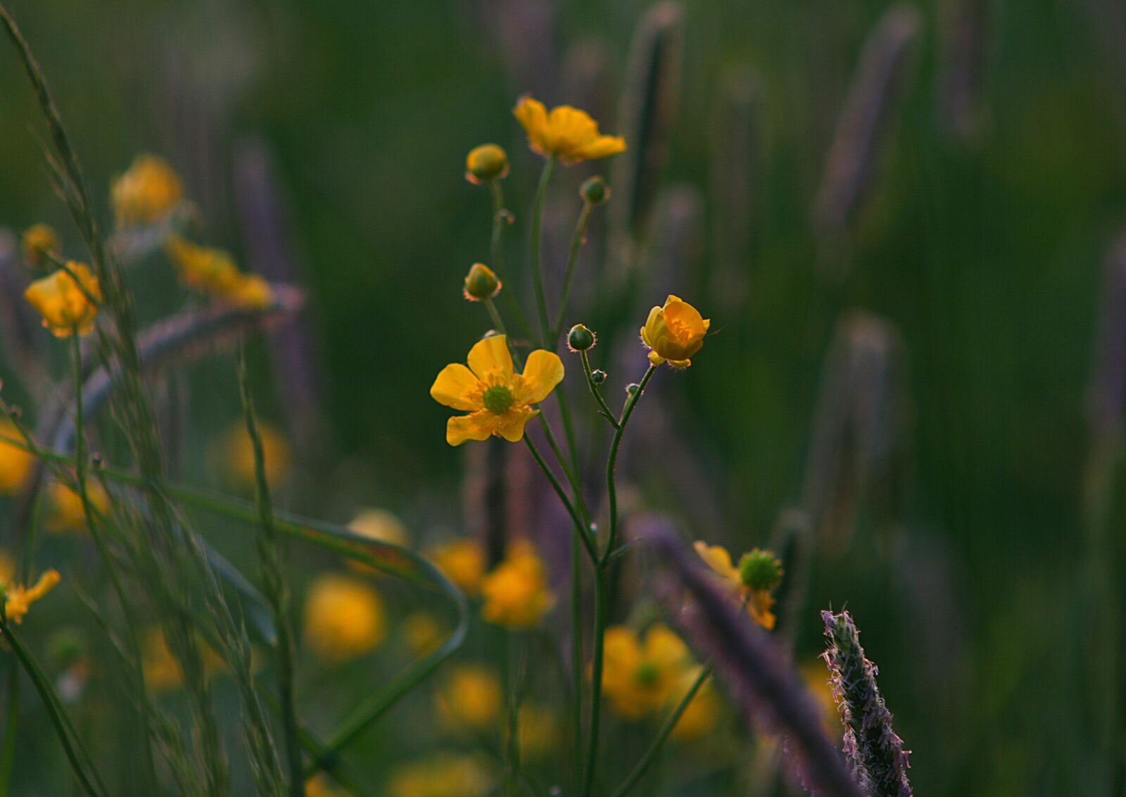 Canon EOS 400D (EOS Digital Rebel XTi / EOS Kiss Digital X) sample photo. Buttercup, meadow, flower photography