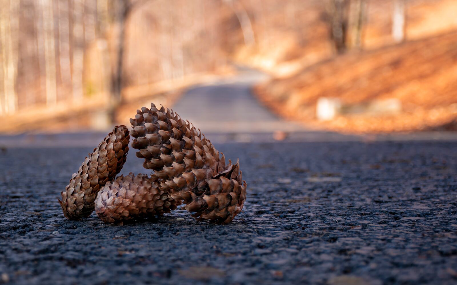 Nikon D3500 sample photo. Pine cones, road, nature photography