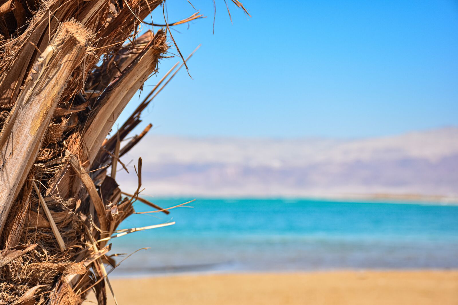 Nikon D5600 sample photo. Dead sea, israel, sea photography