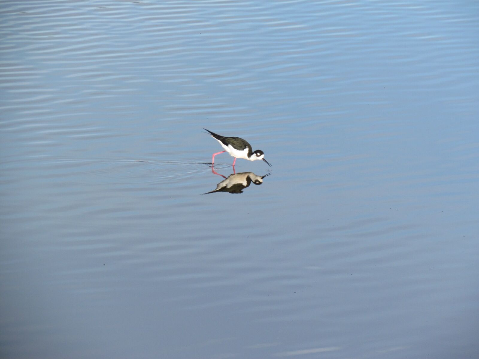 Canon PowerShot SX30 IS sample photo. Water, bird, lake photography