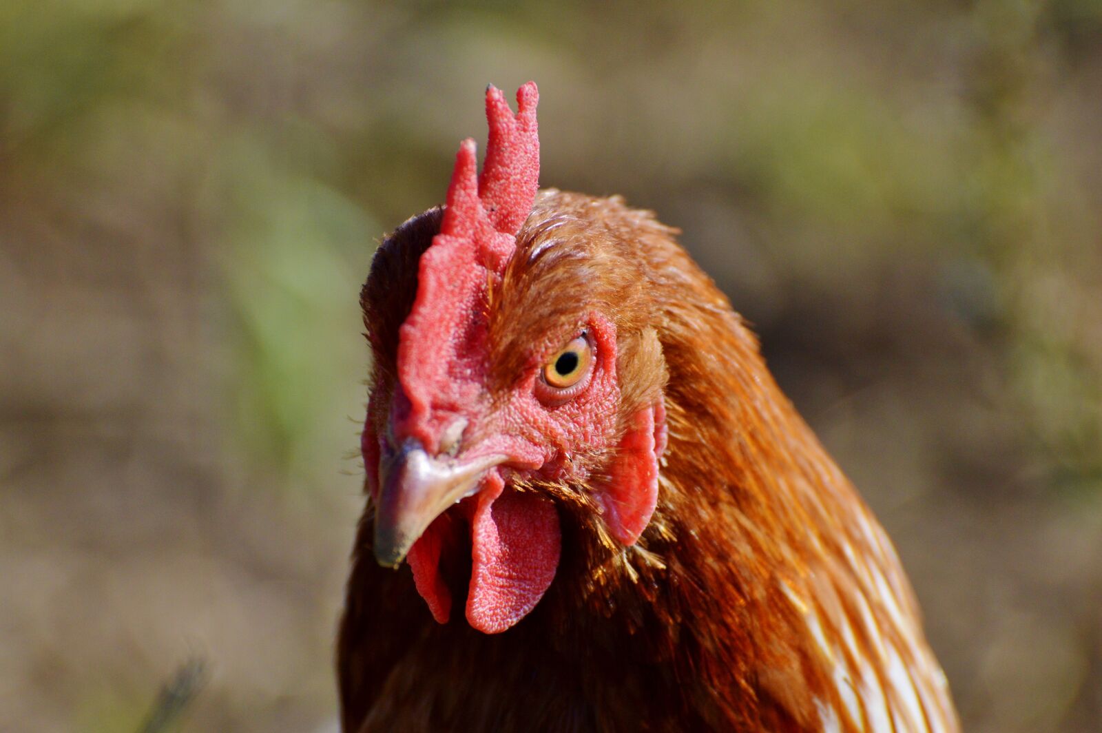Nikon D3200 sample photo. Chicken, hen, poultry photography