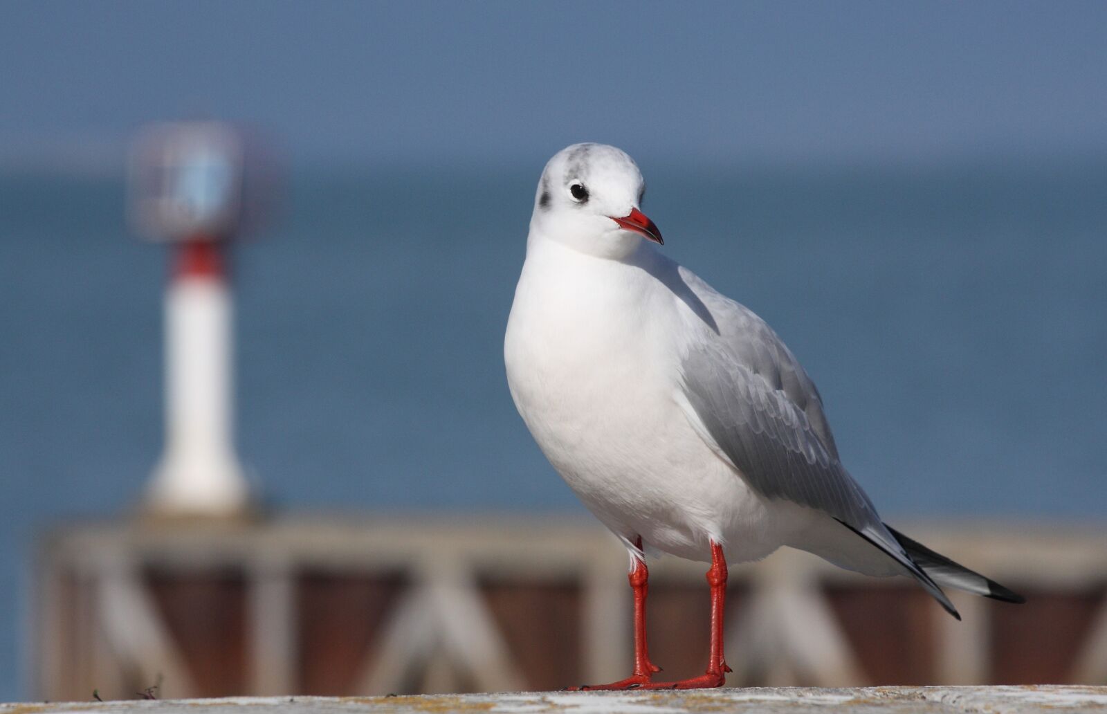 Canon EOS 450D (EOS Rebel XSi / EOS Kiss X2) sample photo. Seagull, ile de re photography