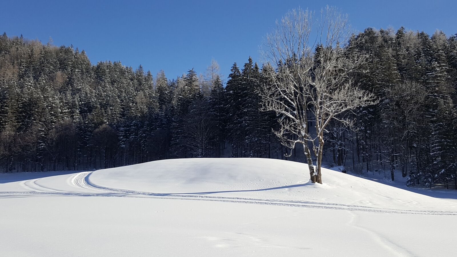 Samsung Galaxy S6 sample photo. Tree, winter, nature photography