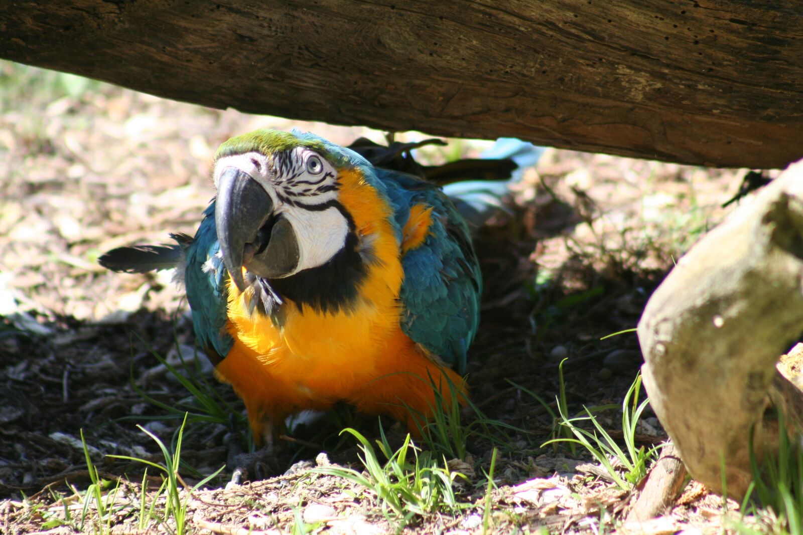 Canon EOS 350D (EOS Digital Rebel XT / EOS Kiss Digital N) sample photo. Ara, parrot, close up photography