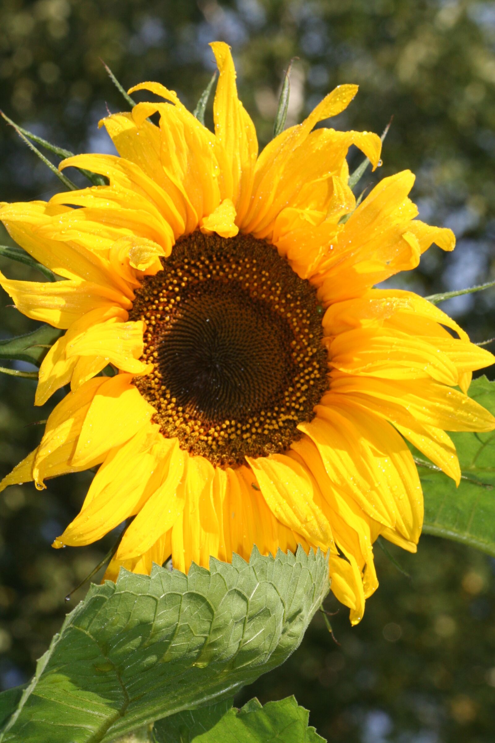 Canon EOS 350D (EOS Digital Rebel XT / EOS Kiss Digital N) sample photo. Sunflower, flowers, yellow flowers photography