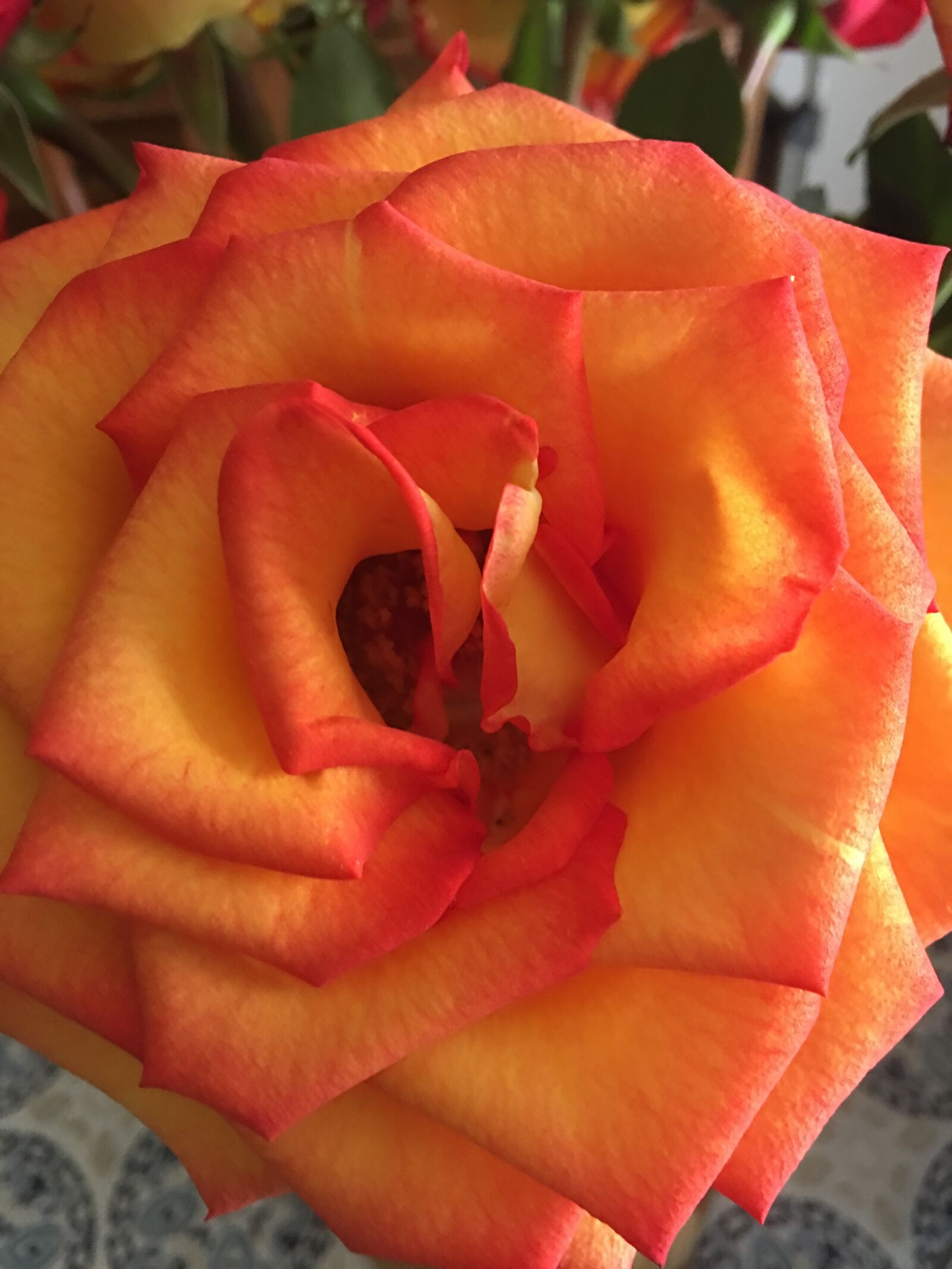 Apple iPhone 6s Plus sample photo. Rose, orange, flower photography