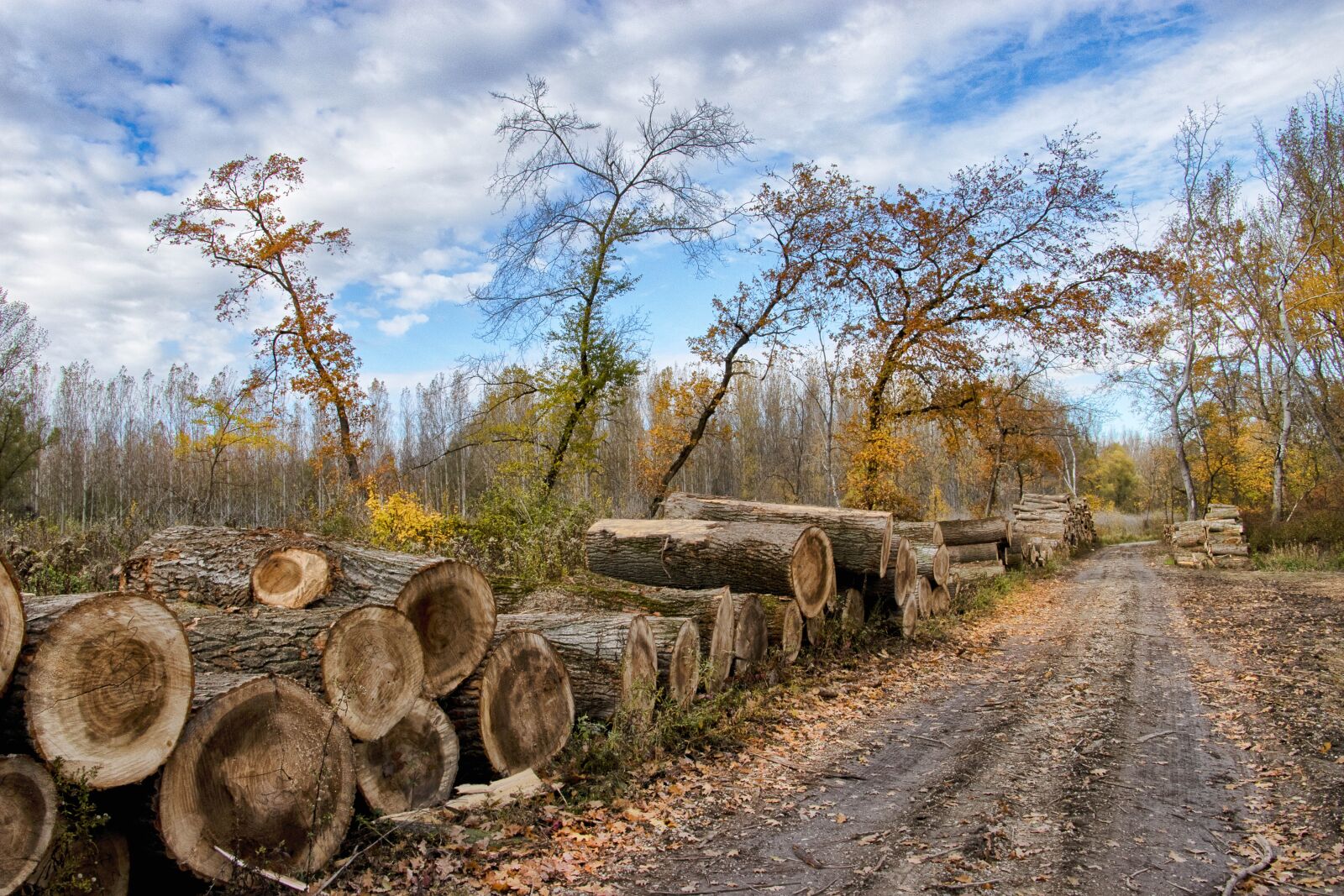 Canon EF-S 18-135mm F3.5-5.6 IS USM sample photo. Trees, logging, firewood photography