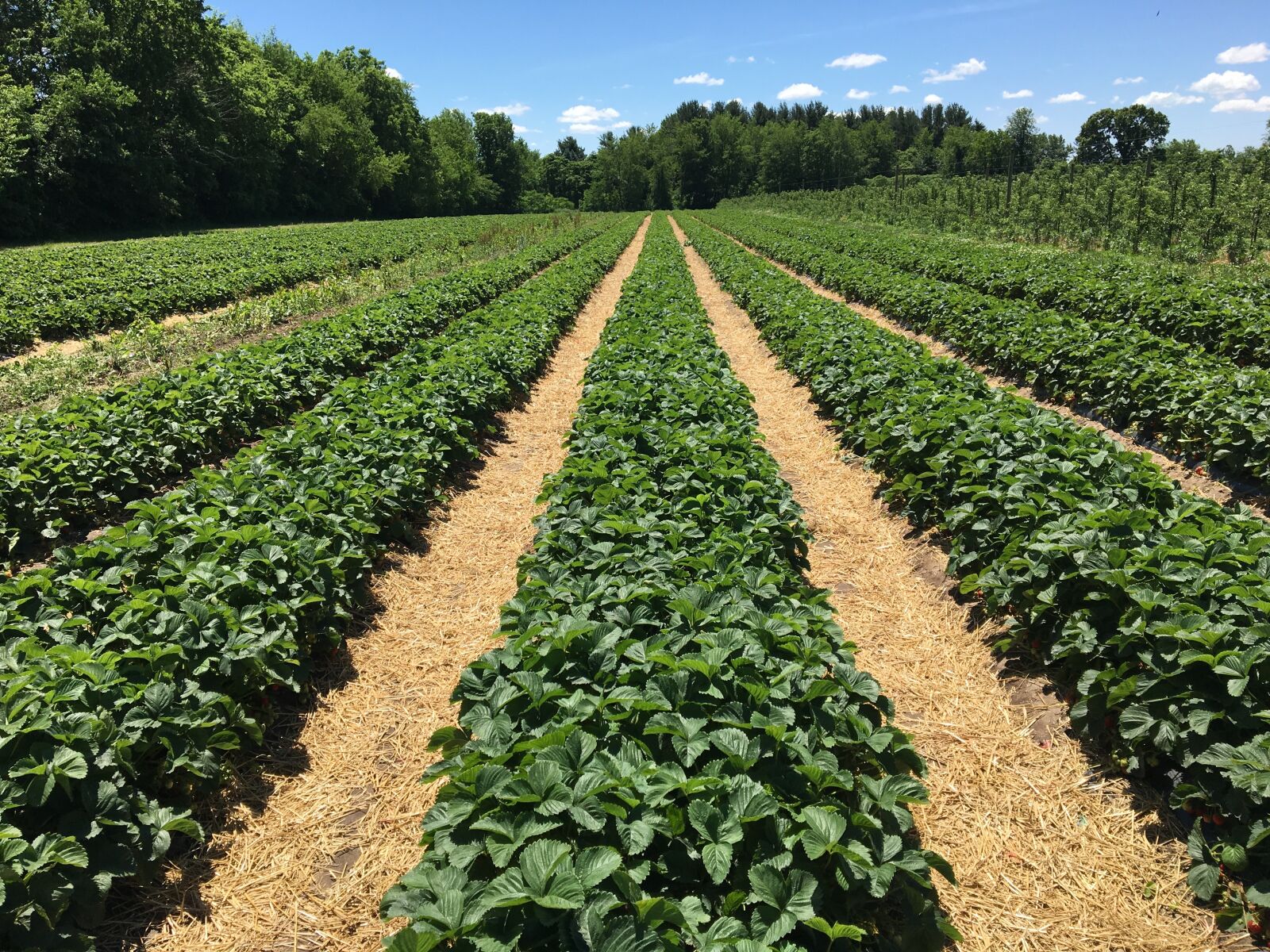 Apple iPhone 6s sample photo. Strawberry bushes, green, plant photography