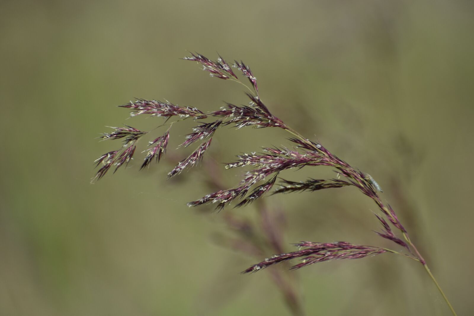 Nikon D3400 sample photo. Grass, spikelets, cereals photography